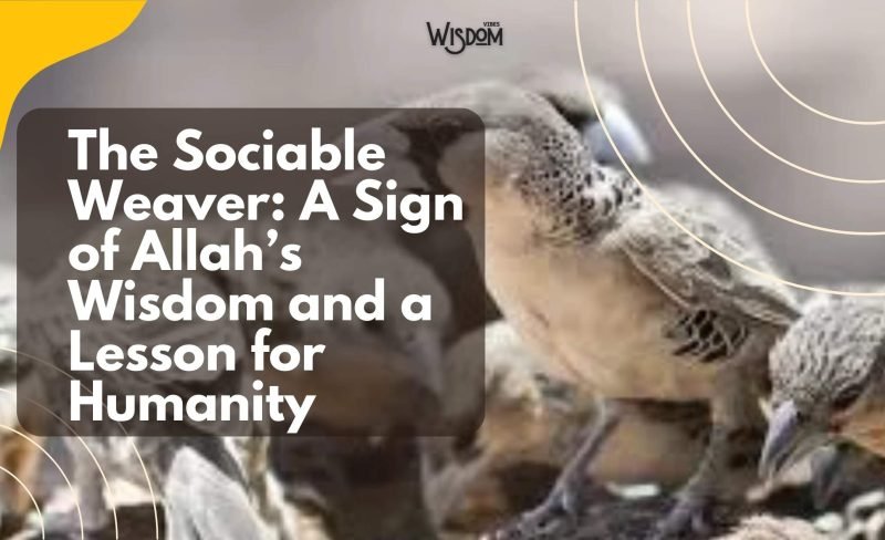 The Sociable Weaver A Sign of Allah’s Wisdom and a Lesson for Humanity
